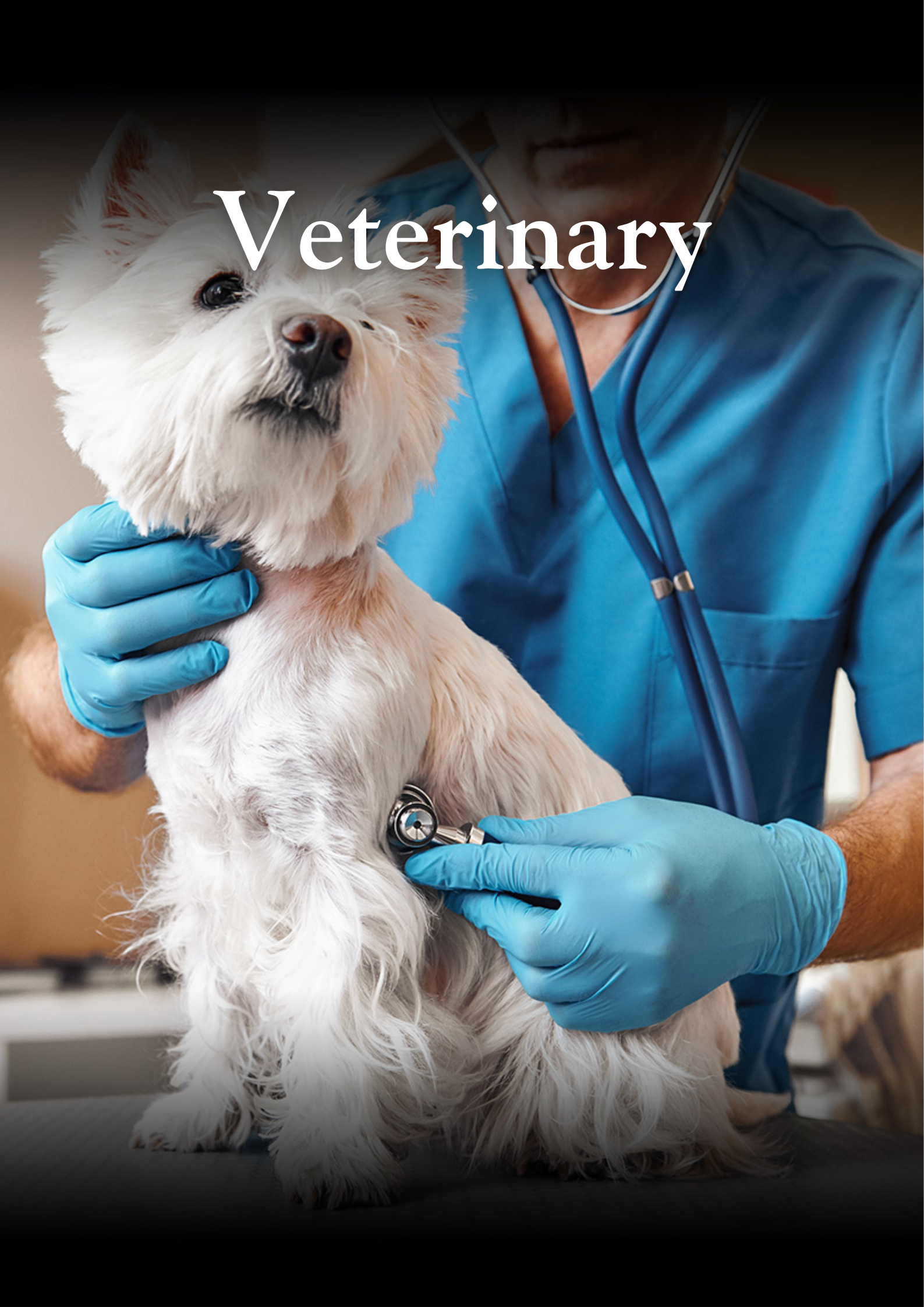 Journal or subject area: Veterinary